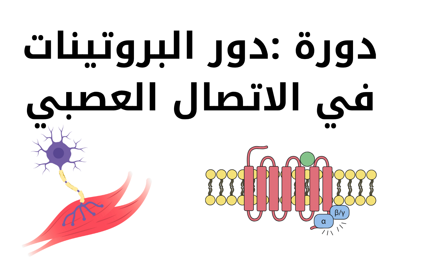 دورة : دور البروتينات في الاتصال العصبي