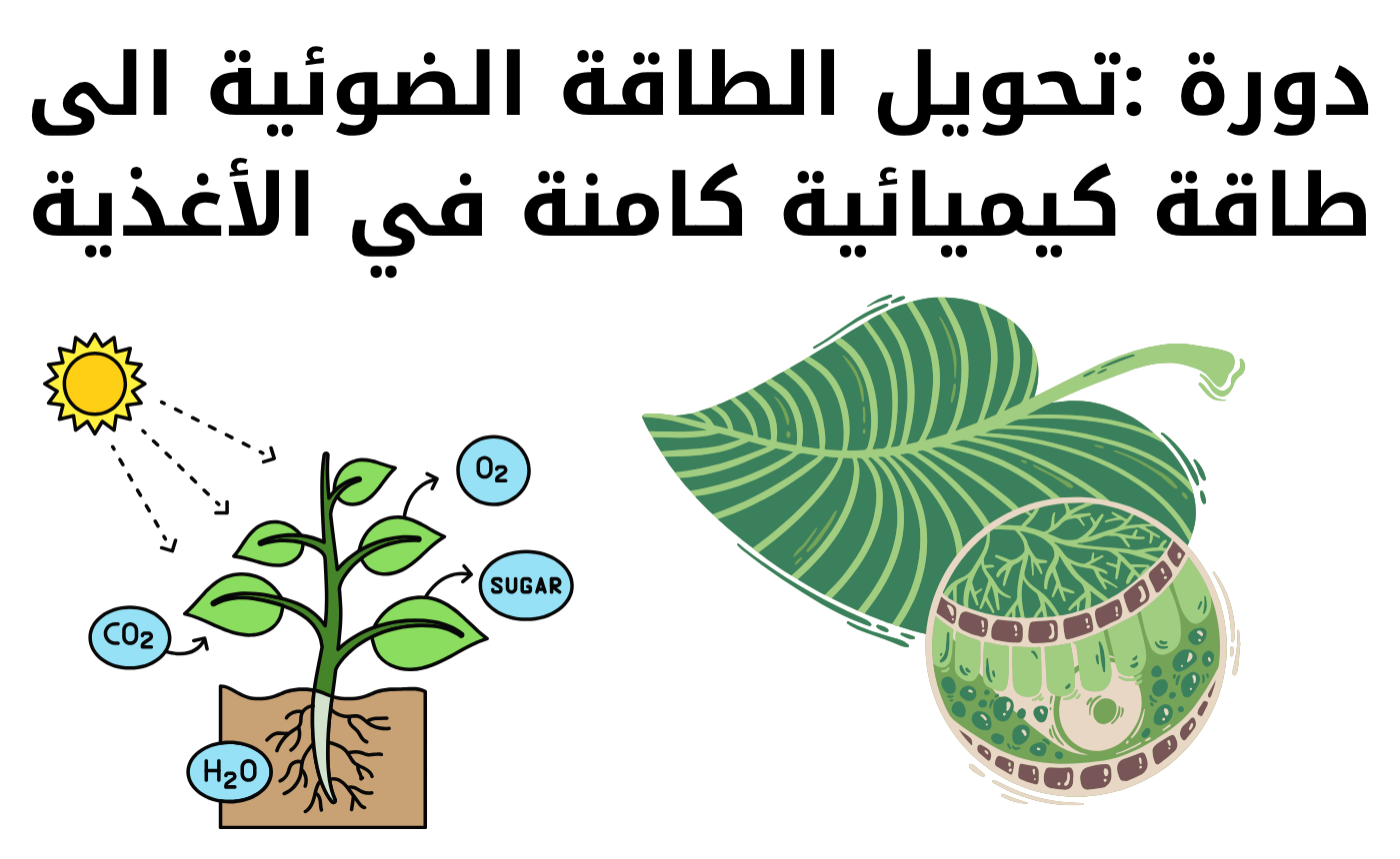 دورة: تحويل الطاقة الضوئية الى طاقة كيميائية كامنة في الاغذية