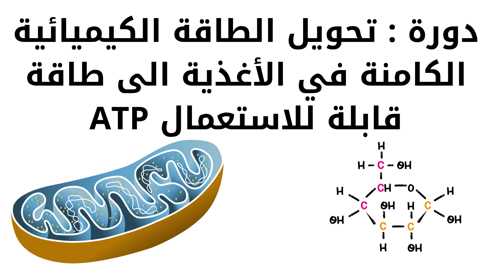 دورة : تحويل الطاقة الكيميائية الكامنة في الأغذية الى طاقة قابلة للاستعمال