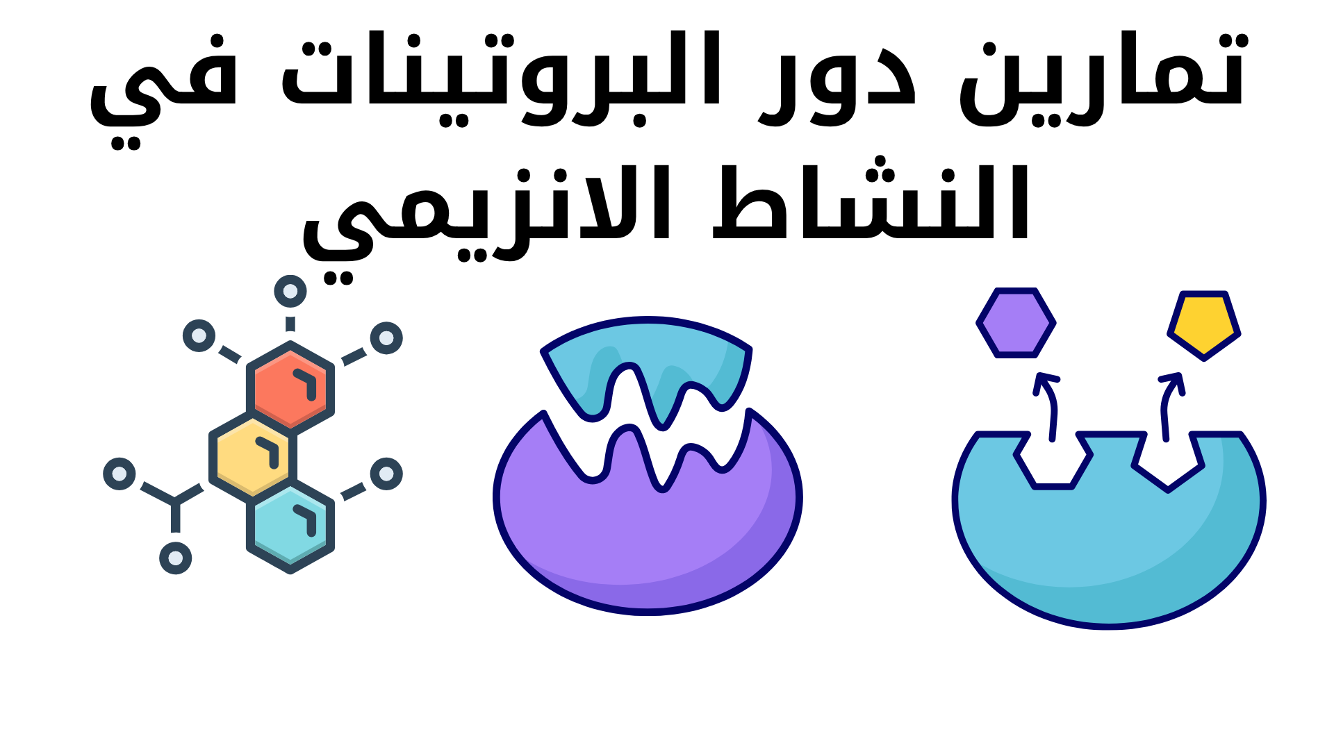 دورة تمارين دور البروتينات في النشاط الانزيمي