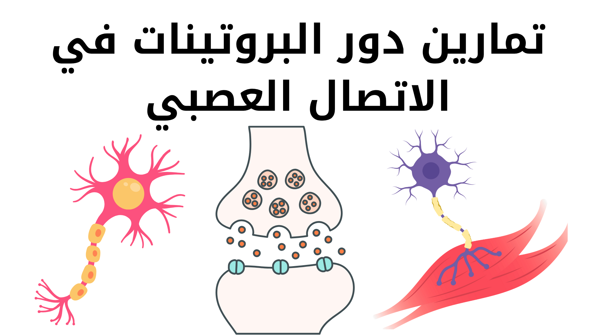 دورة تمارين دور البروتينات في الاتصال العصبي