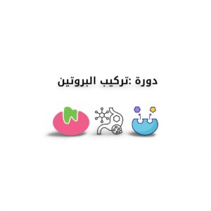 دورة تركيب البروتين