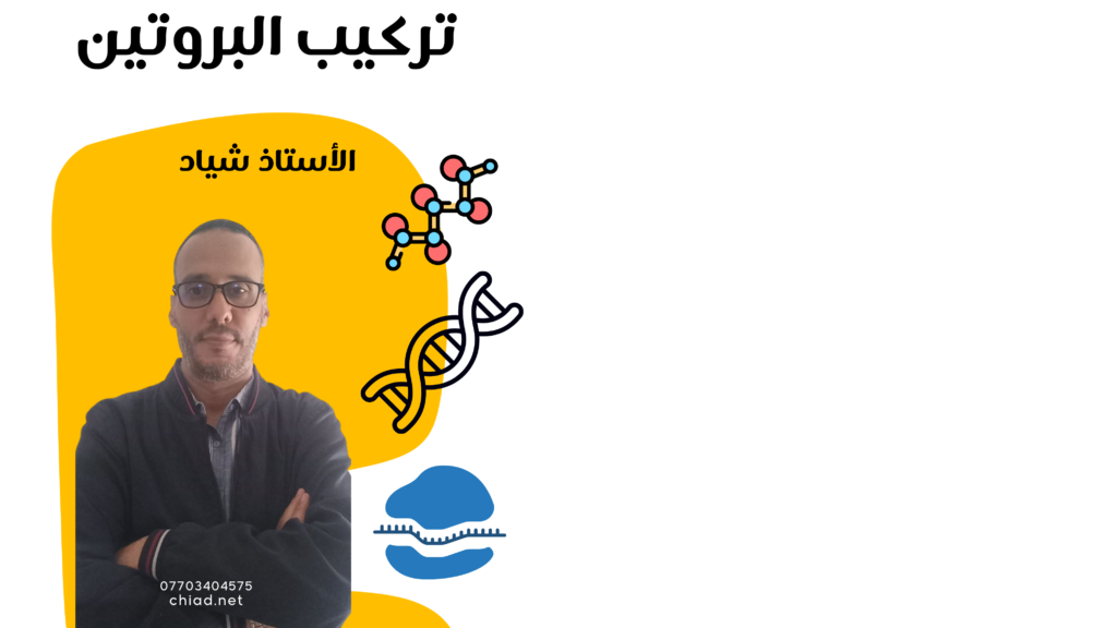 تركيب البروتين