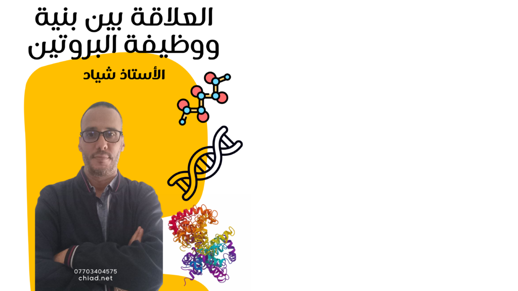 العلاقة بين بنية ووظيفة البروتين