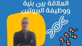 العلاقة بين بنية ووظيفة البروتين